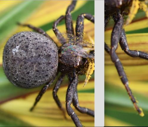 Xysticus sp.